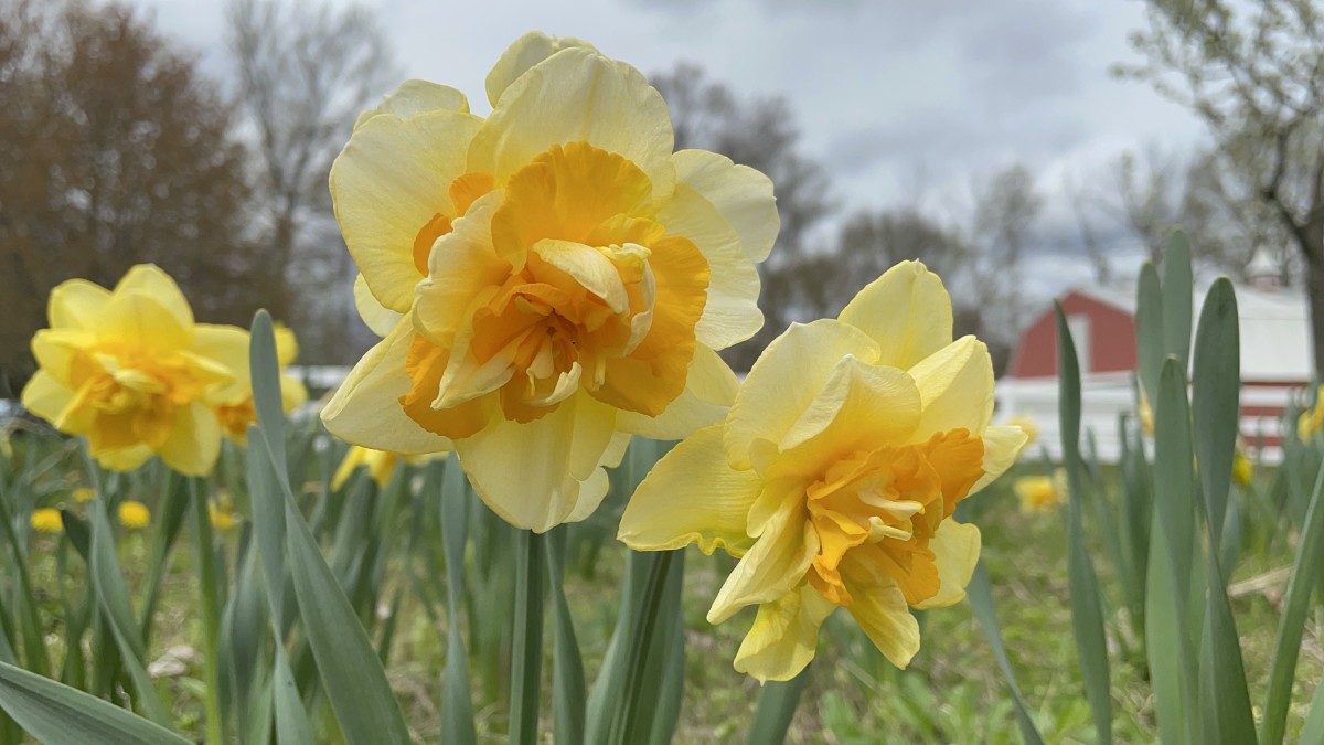 How to Plant Daffodils Dengarden