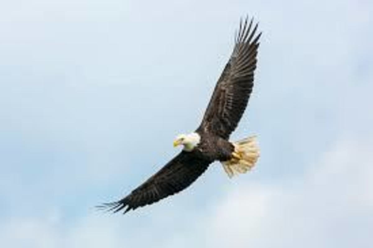 Soaring High With An Eagle's Wings