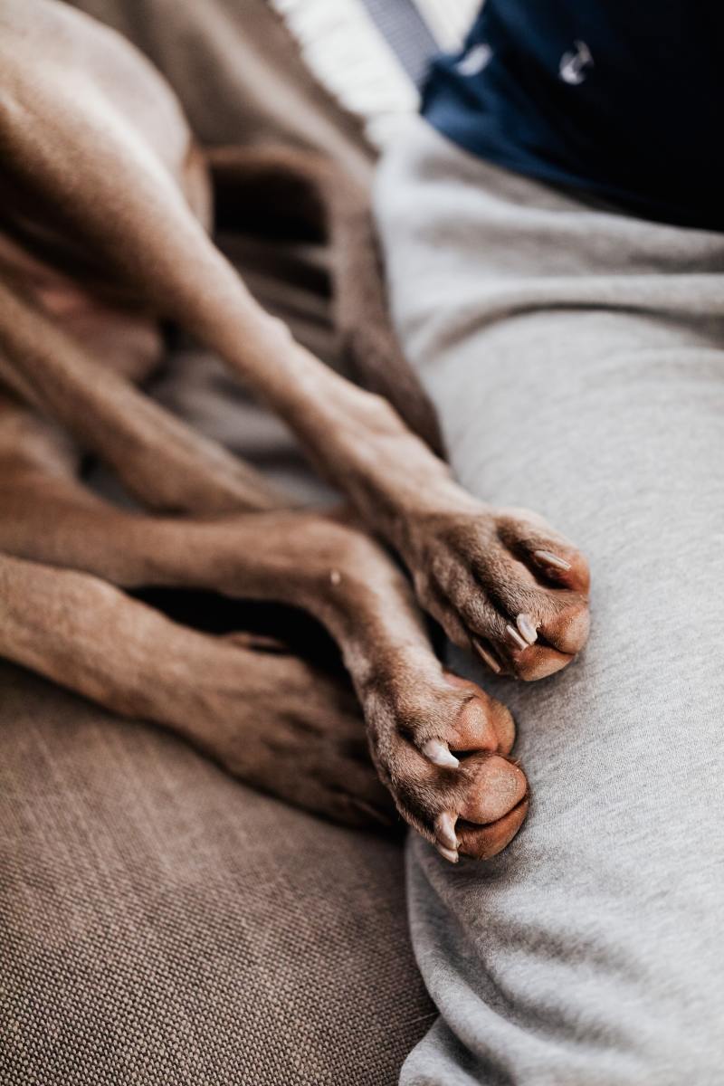 arthritis-in-dogs