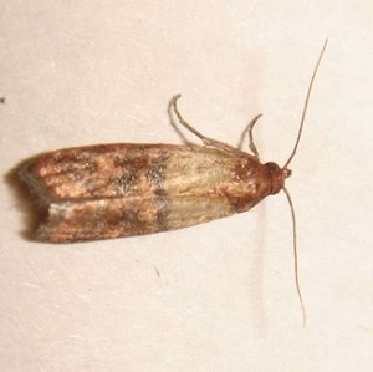 A grain moth.  They are very small