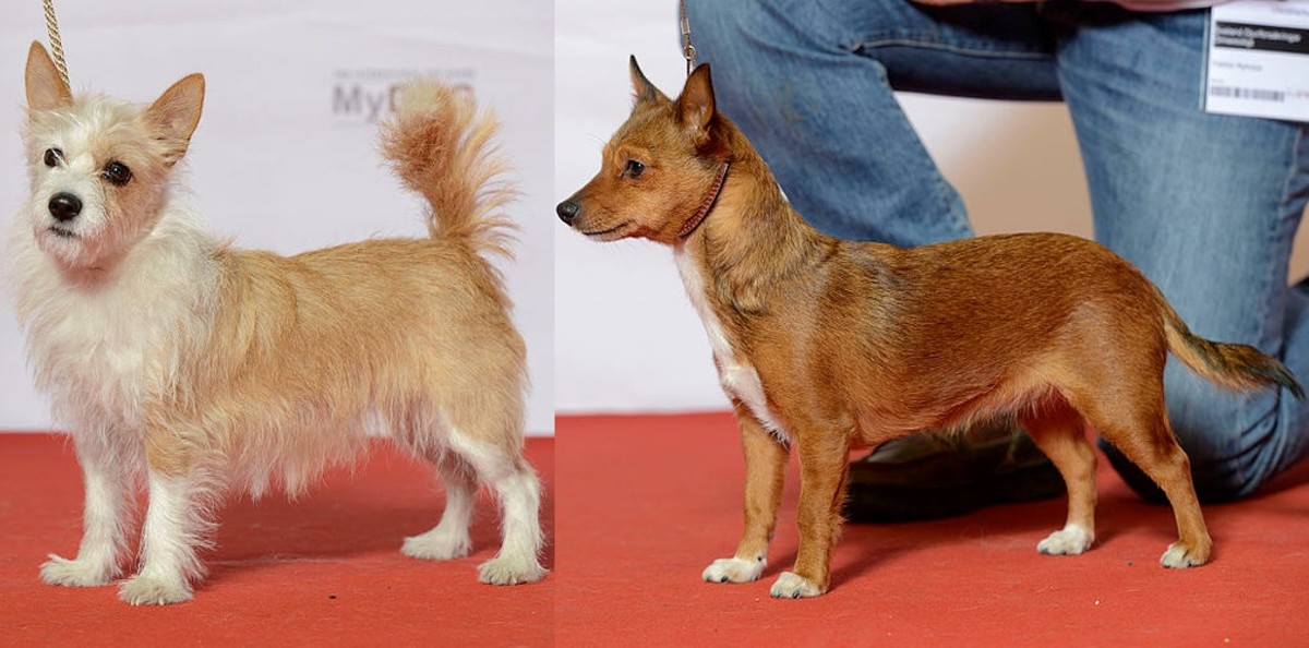 10-natural-looking-small-dogs
