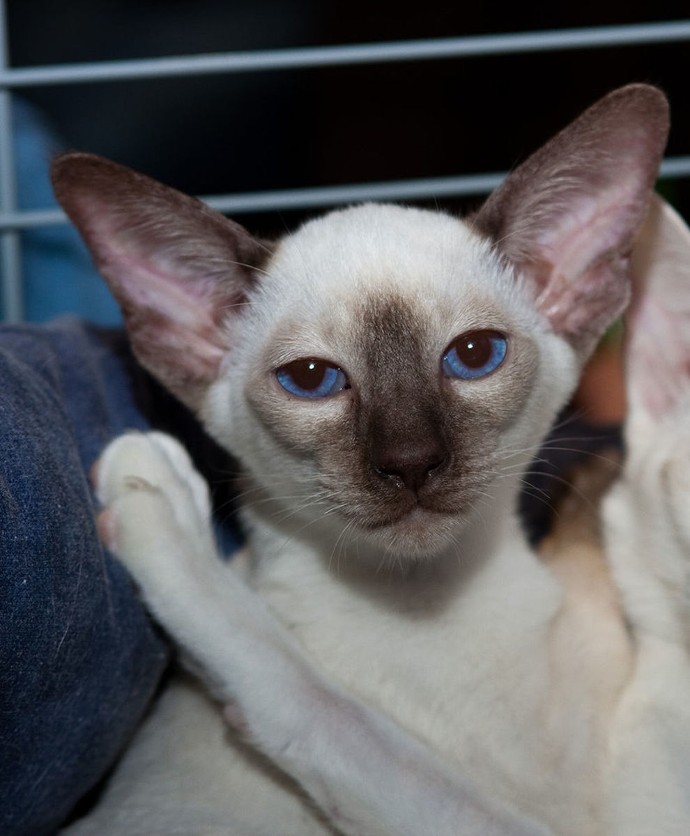 What are Siamese Cats?