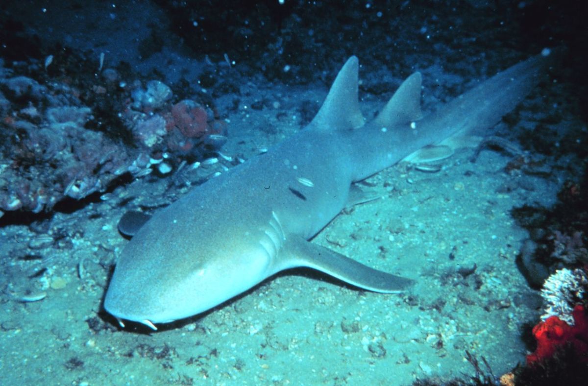 A nurse shark resting along the ocean floor.