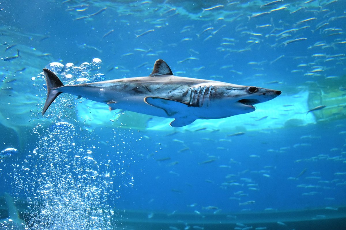 The deadly shortfin mako shark.
