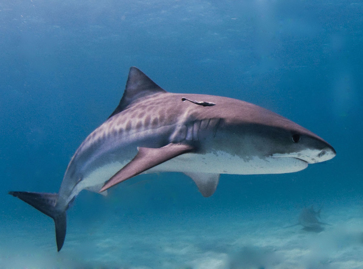 The deadly tiger shark.