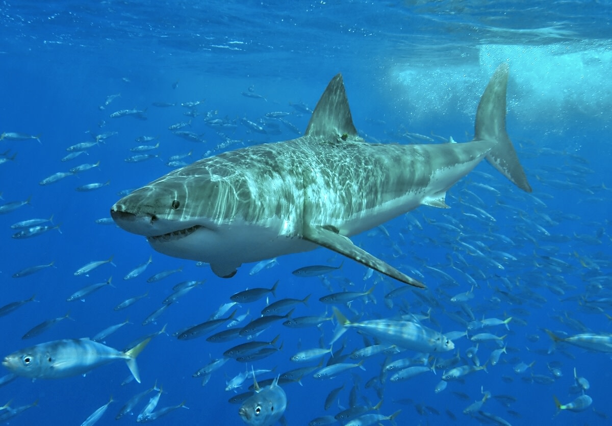 The great white shark (world's deadliest species of shark).