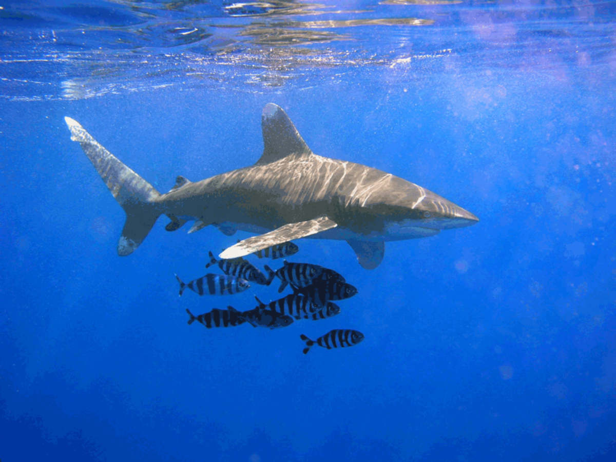 The oceanic whitetip shark.  Notice the faint white marks along the tips of its fins.