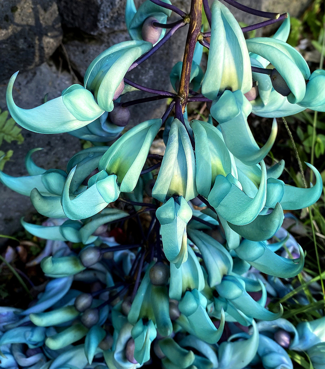Sharp claws and hooks of a Blue Jade Vine flower cluster.