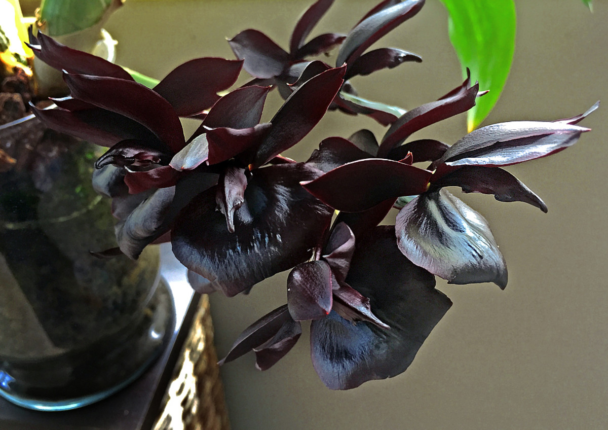 The enchanted Black Orchid belongs to a fairytale.