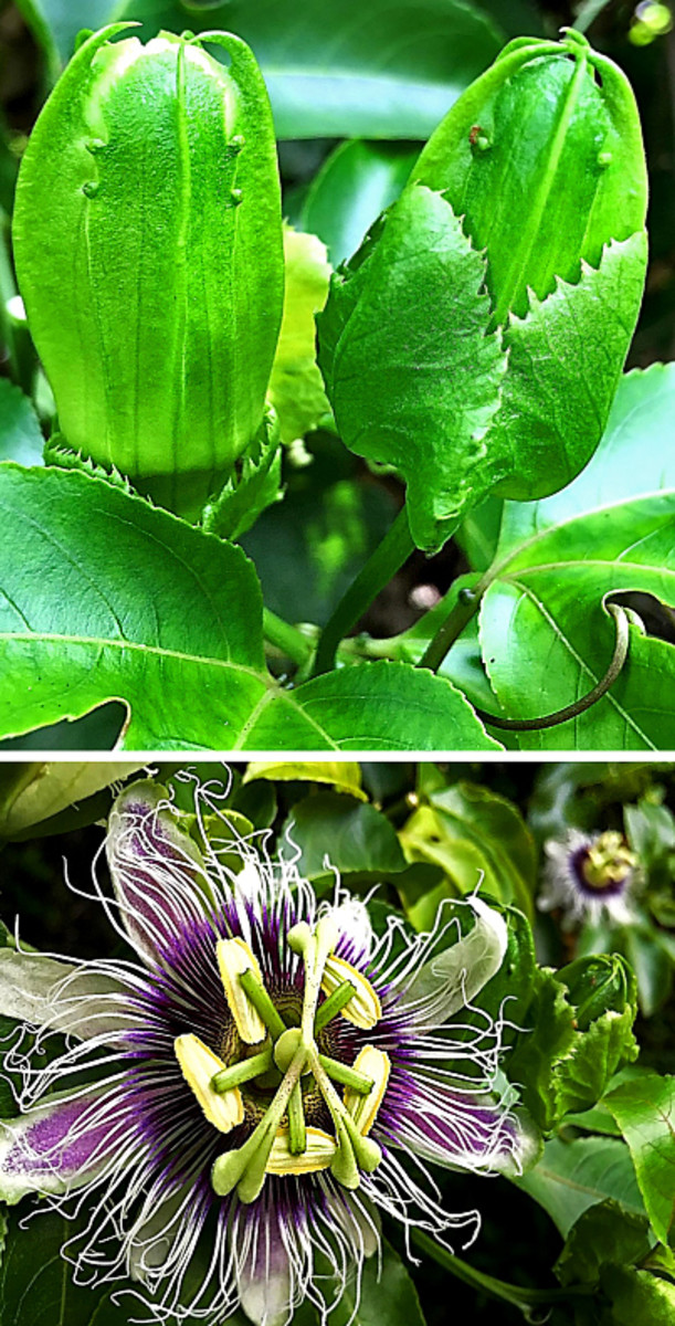 Beauty and the beast is the best description for the Liliko'i passionflower (bottom) and their buds (top).