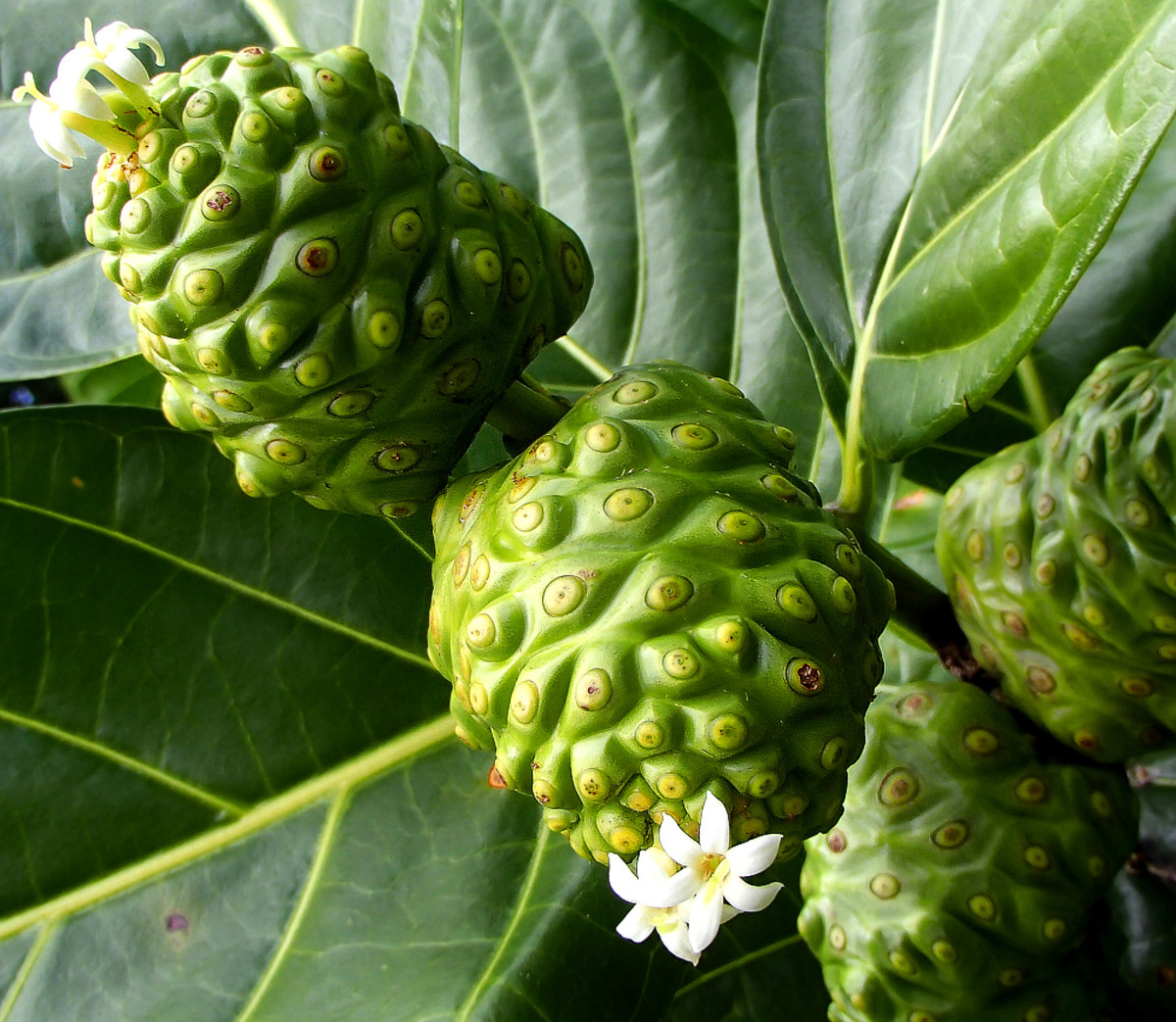 The infamous Noni fruit that smells and tastes (if you dare!) like vomit.