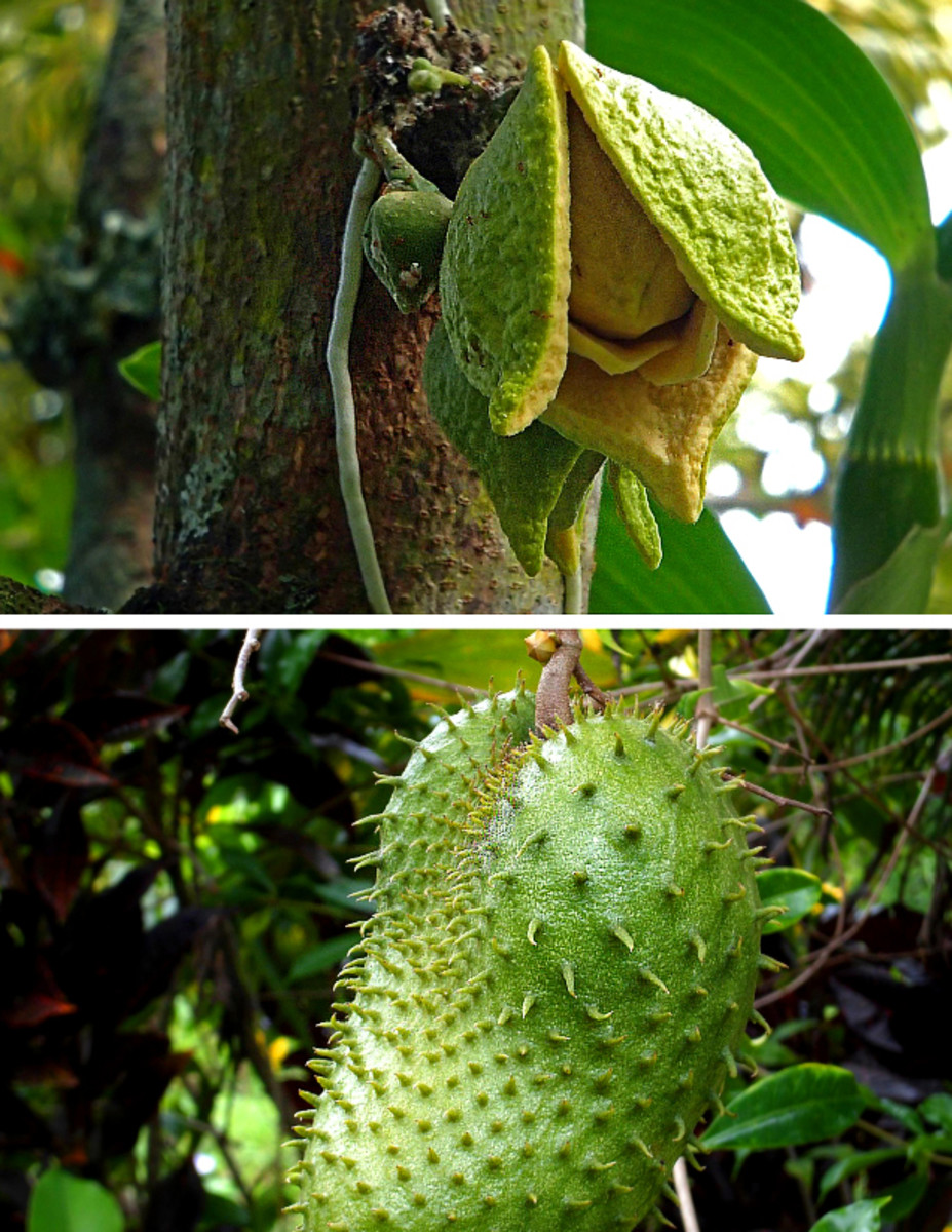 The curious look of Soursop flower and fruit.