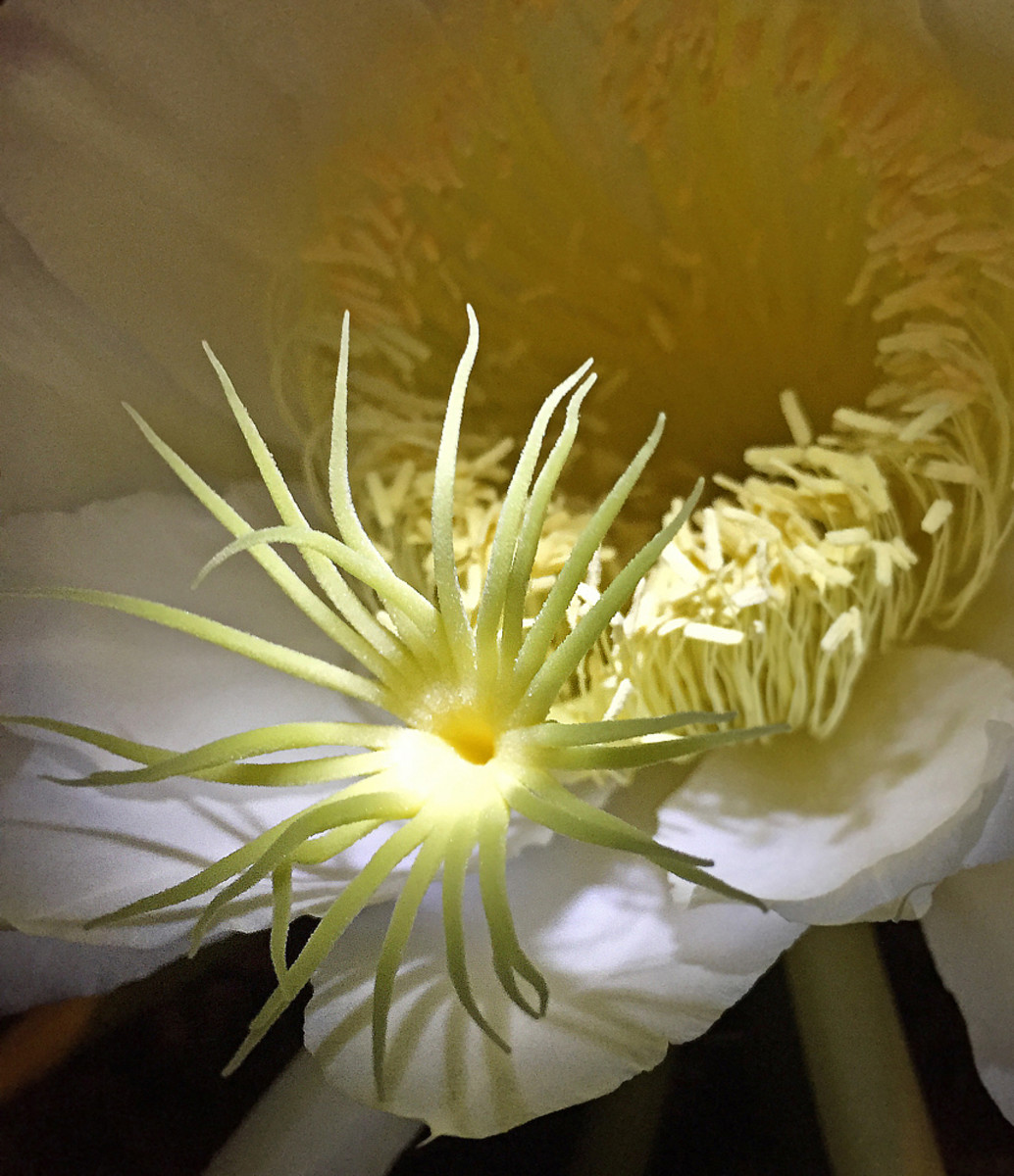 Is that a sea monster or the reproductive part of a Cereus flower?
