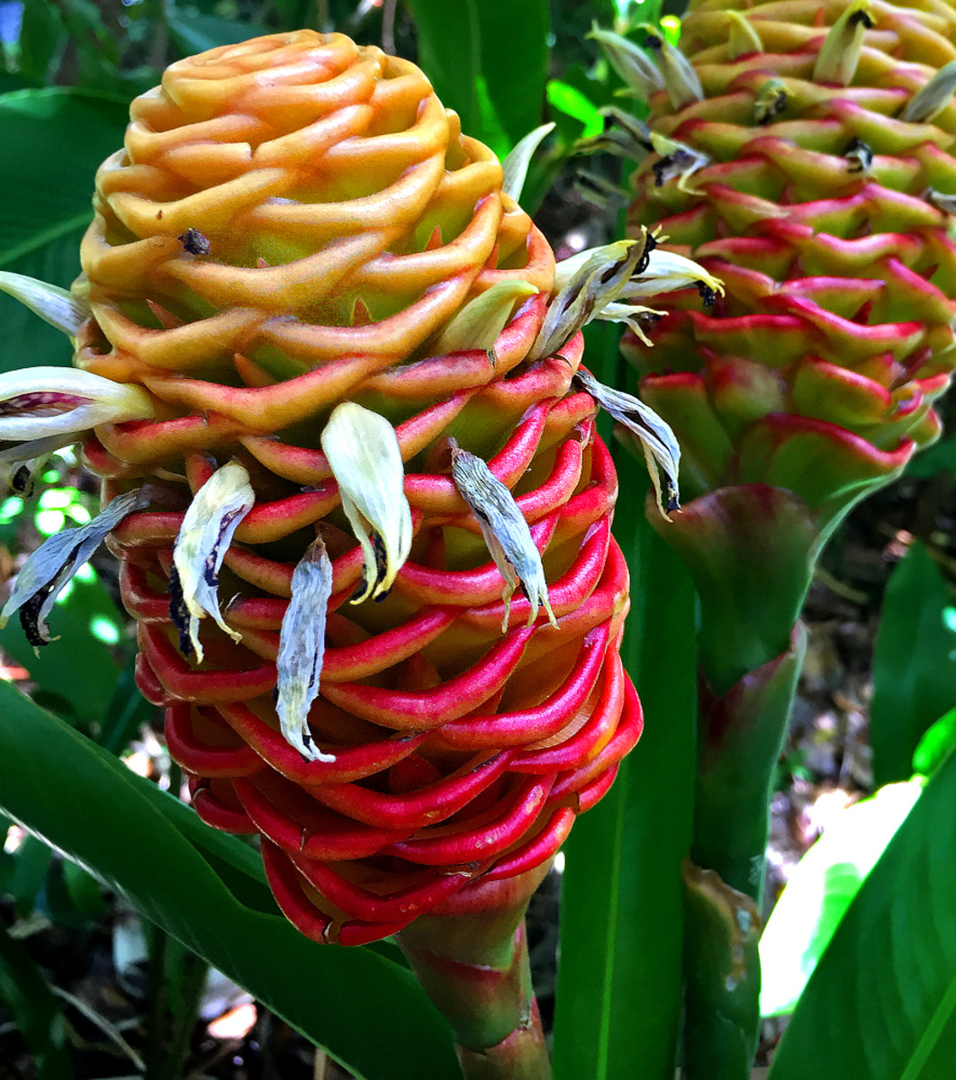 Beehive Ginger also makes beautiful, long-lasting tropical floral arrangement.