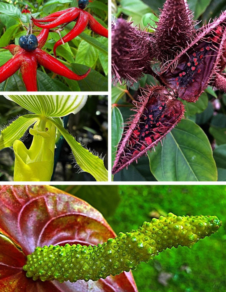 Strange, Freaky, Odd-Looking Tropical Plants and Flowers