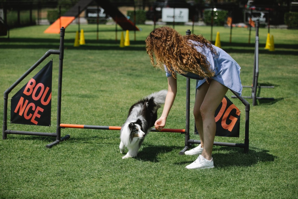 9 Effective Ways to Train a Dog: The Best Methods Based on Science