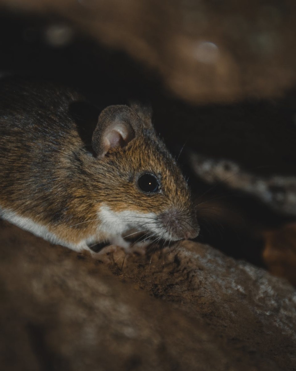 How to Get Rid of Mice From Your Home: Solutions That Are Effective and Safe