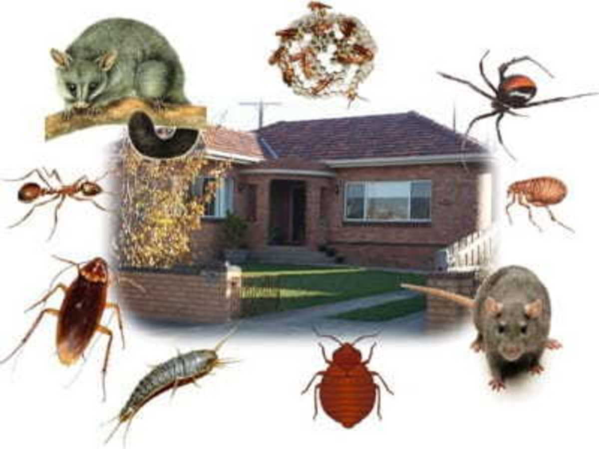 The 9 Solutions To Remove Insects From Your Home: The Safest, Easiest Way