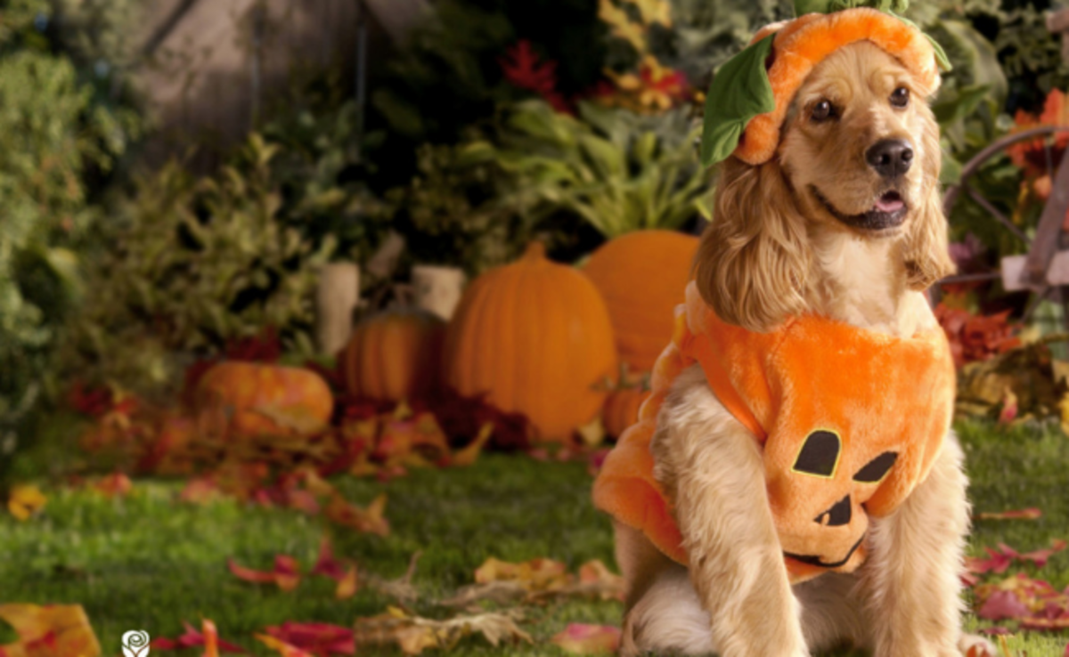 halloween-costumes-ideas-for-dogs