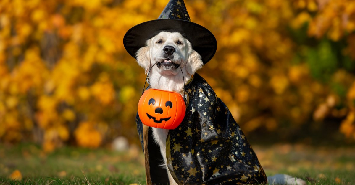 Interesting Activities to Engage Your Dog This Halloween