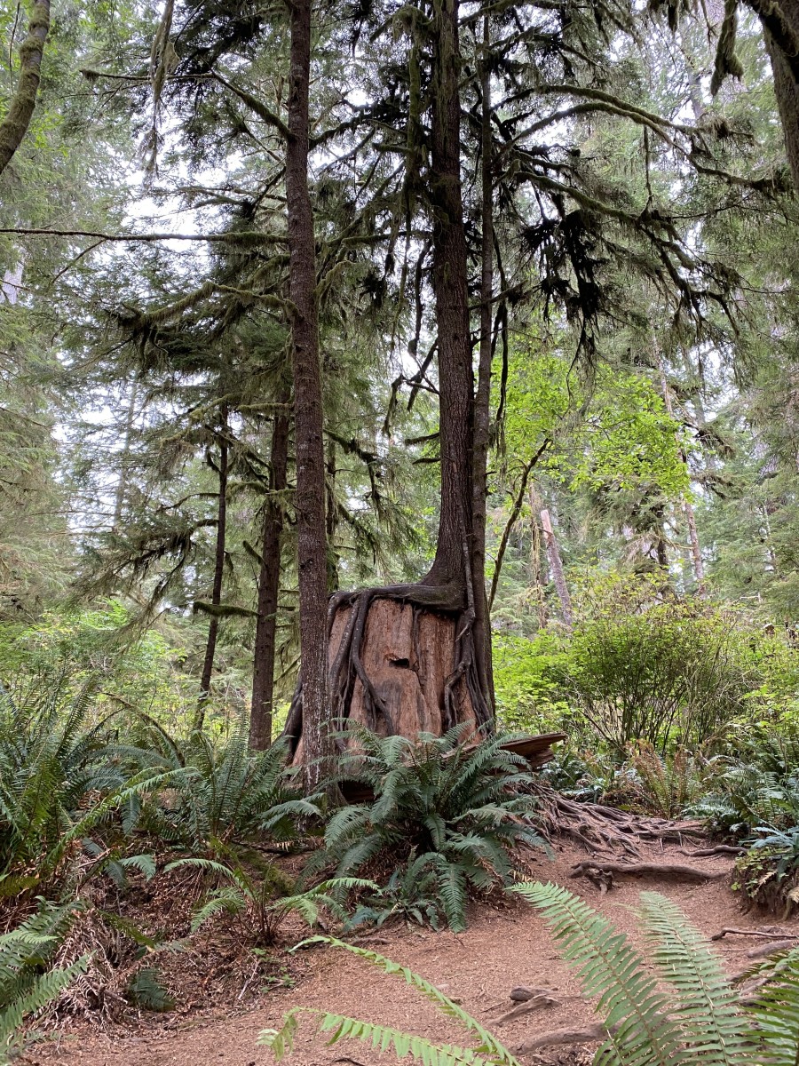 backpack quinault rain forest My Summertime Destination: The Quinault Rainforest