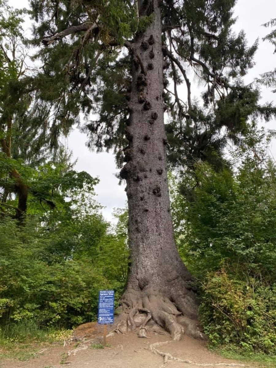 World’s largest Sitka spruce tree