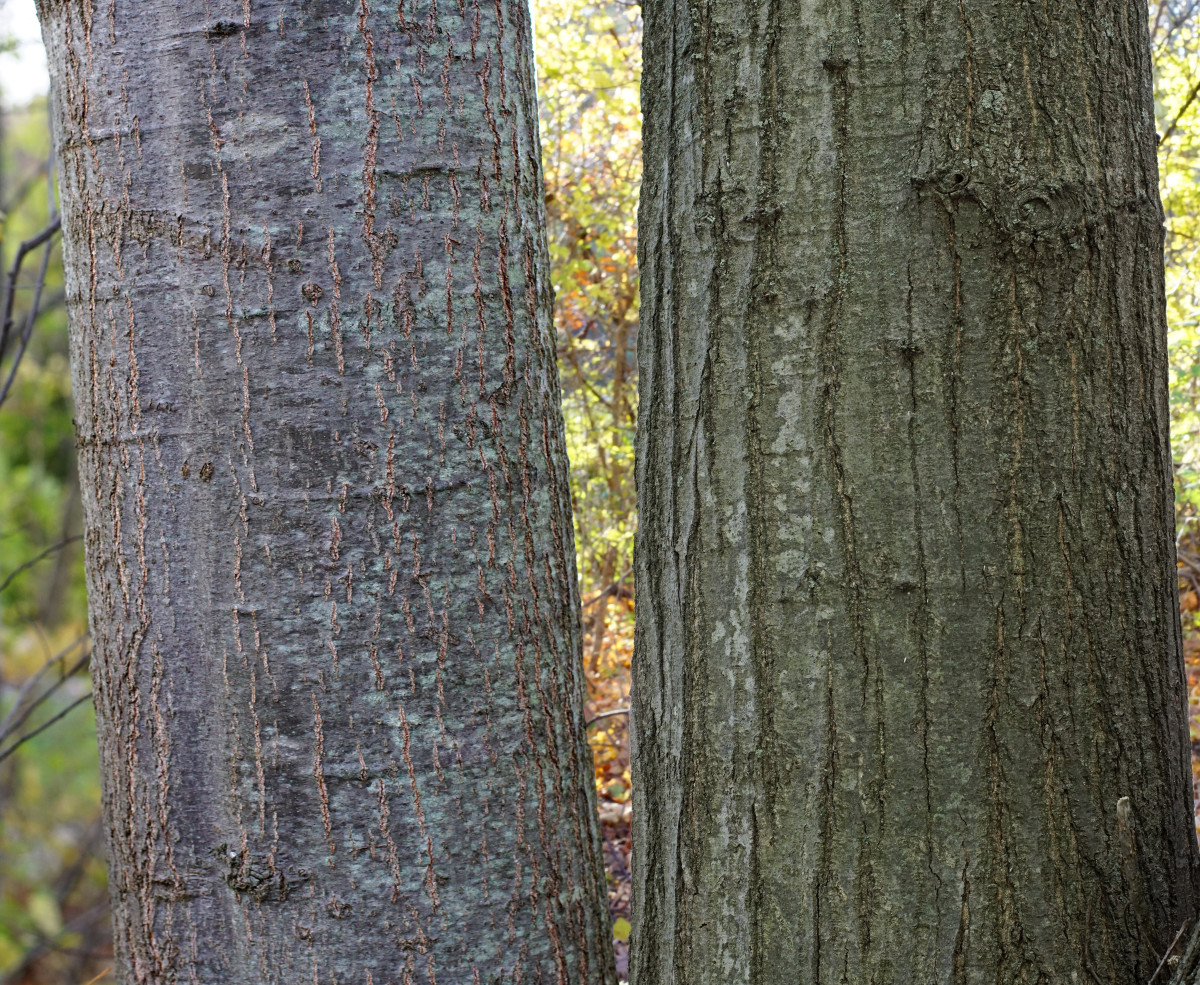 Left: Younger Northern Red Oak Tree Bark Right: Older Norther Red Oak Tree Bark