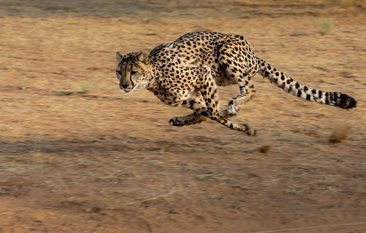 In short bursts, cheetahs are amazingly fast.