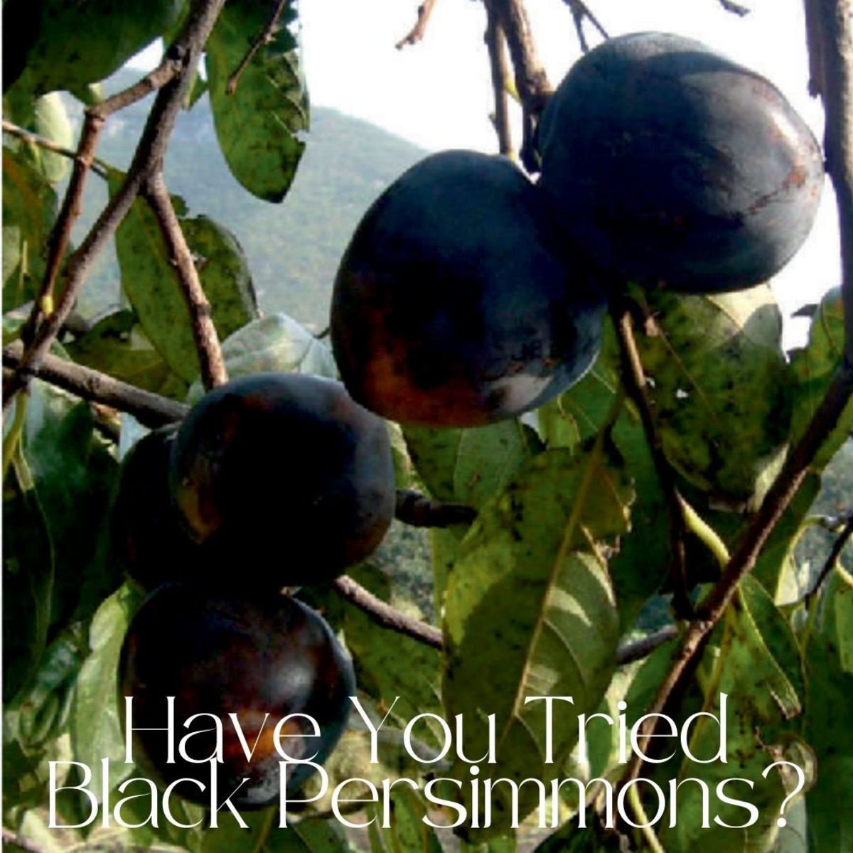 Black persimmon has thick skin and is of the astringent variety. This black persimmon tree is from Hebei province in China