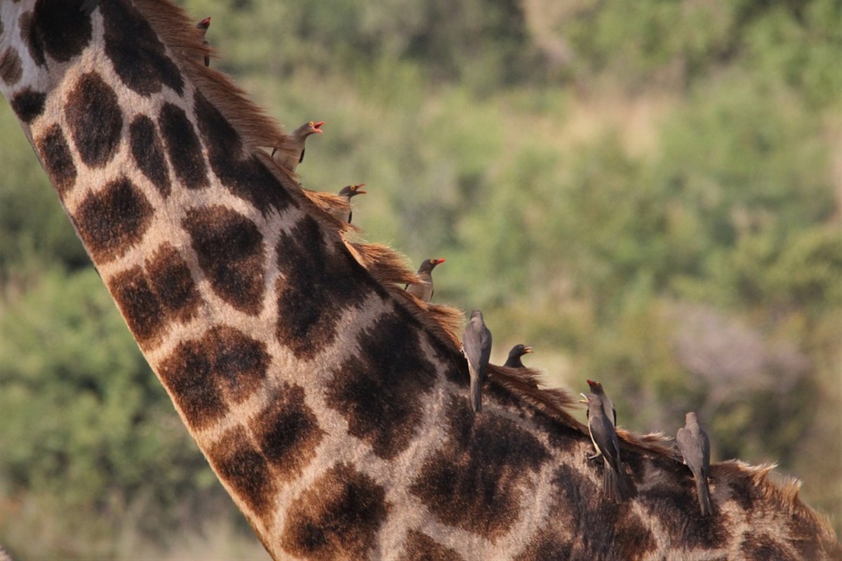 Oxpeckers feeding on a giraffe.
