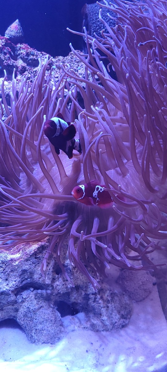 Maroon Clownfish hosted by a Long Tentacle Anemone 