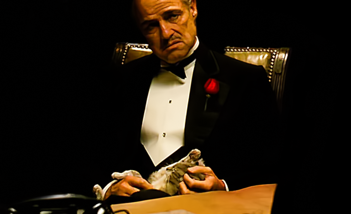 Brando delivers one of the best performances of his acclaimed career in the timeless gangster classic 'The Godfather'