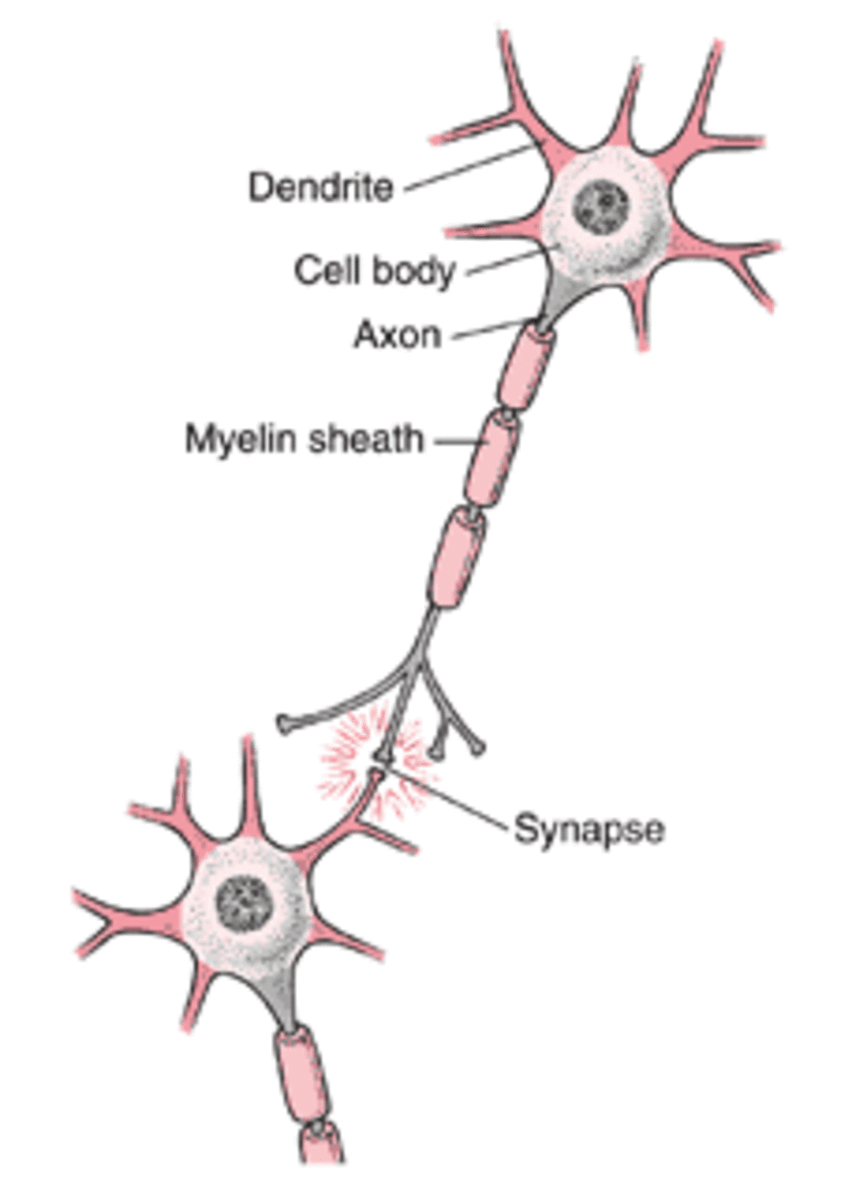 The synapse is where the message is transmitted between two neurons.