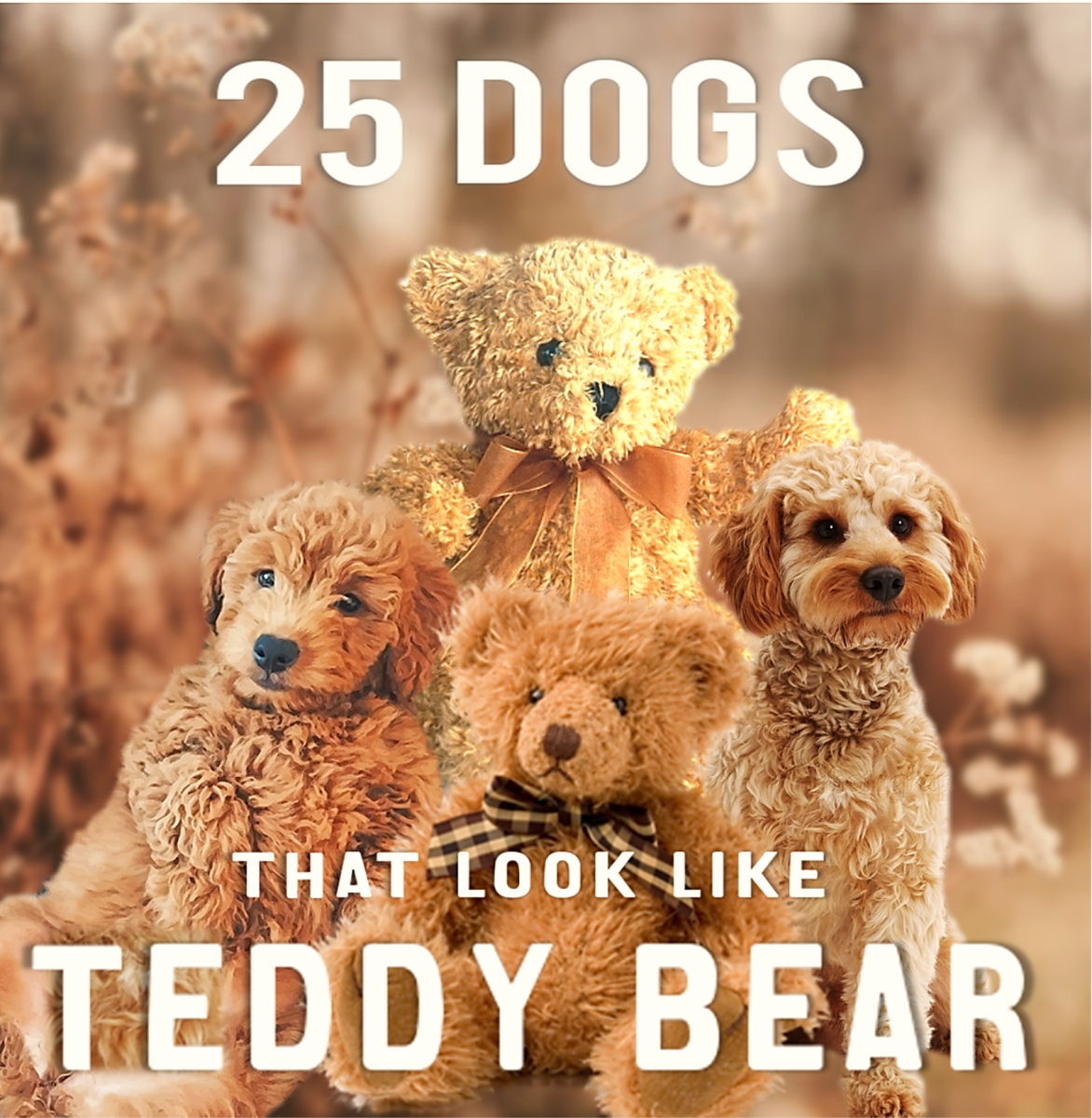 25 Dog Breeds That Look Like Teddy Bear