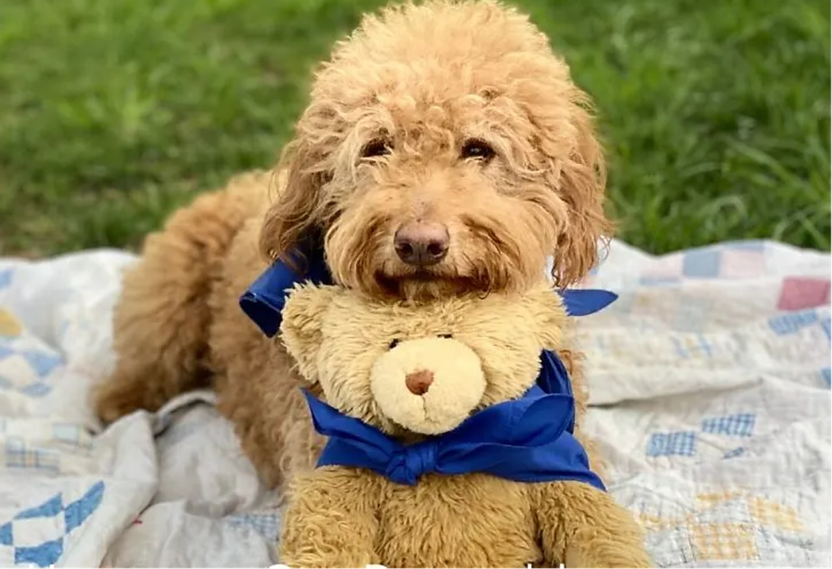 The Goldendoodle