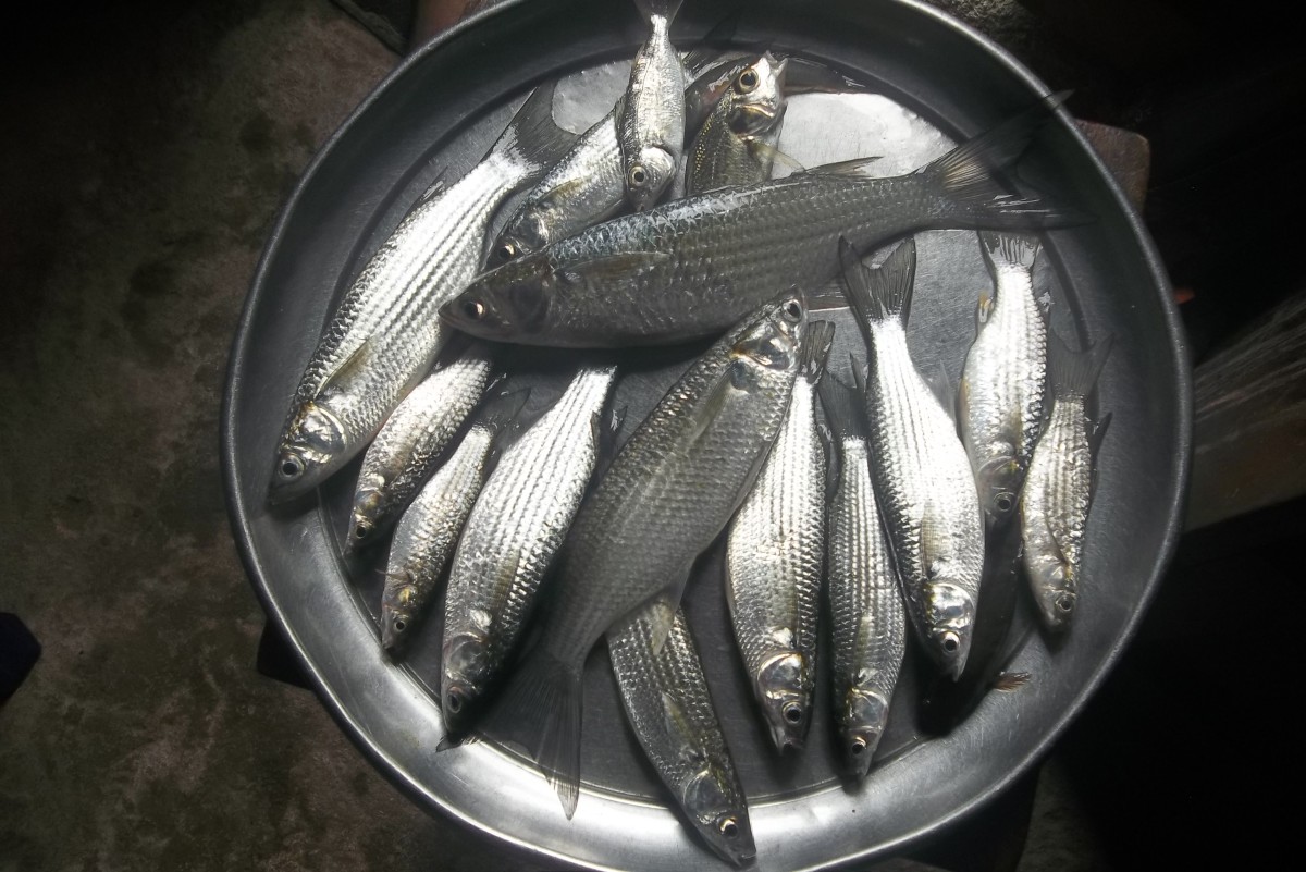 African Mullet fishes
