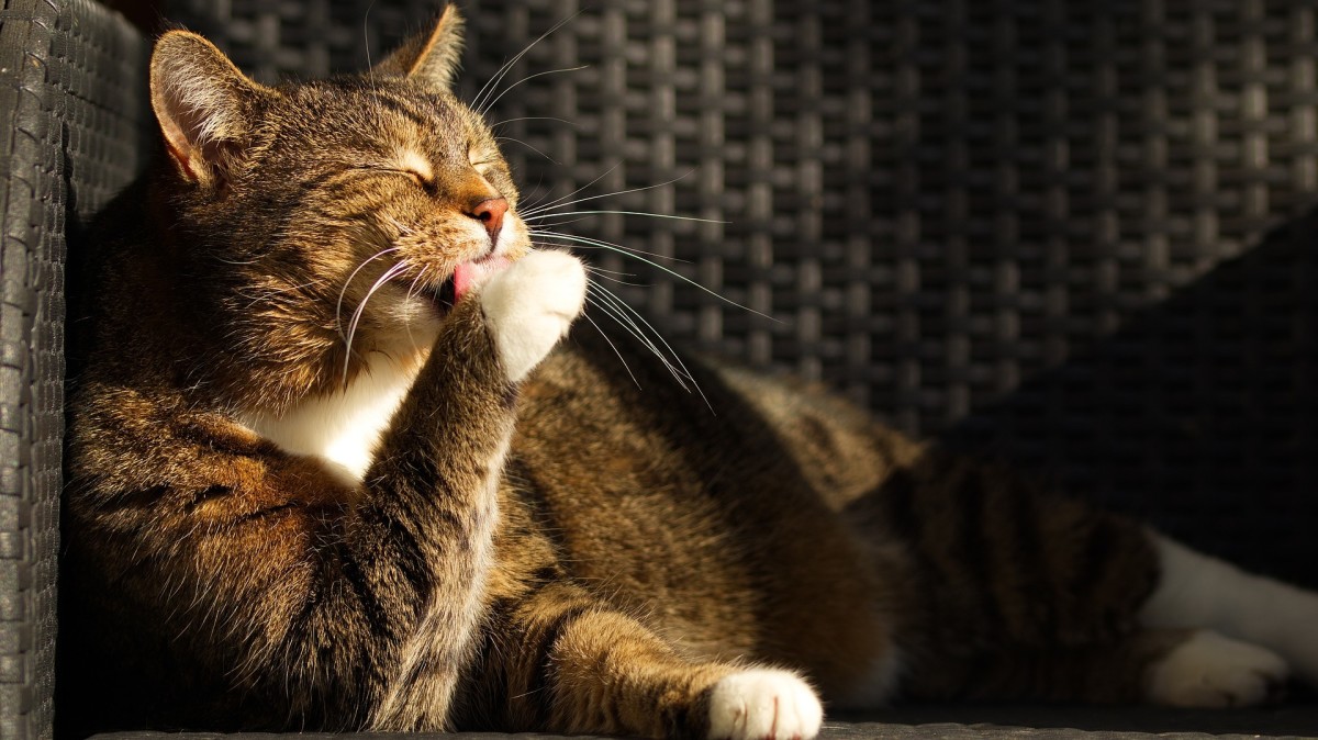 8-reasons-why-cats-are-better-pets-than-dogs
