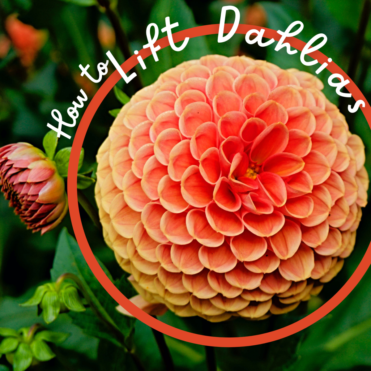 Protect your dahlia tubers by digging them up in the fall and storing them over winter. 
