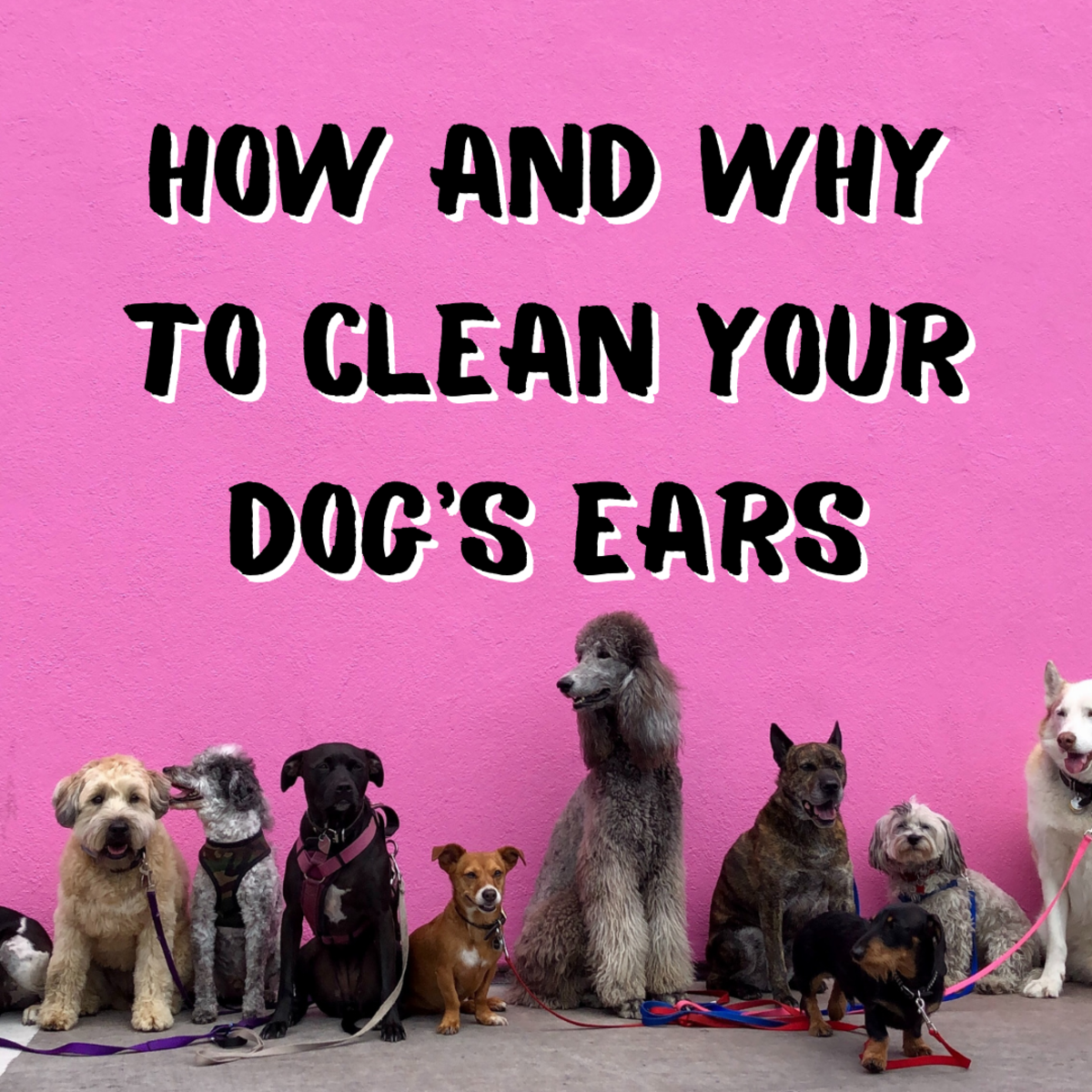 This article discusses the reasons why you should clean your dog's ears and provides a useful how-to guide for performing the procedure yourself.