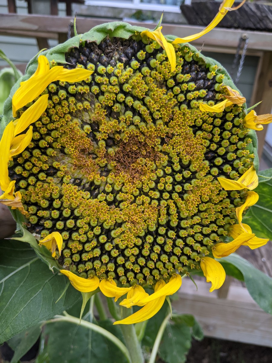 bird-feed-sunflower-seeds-specifically