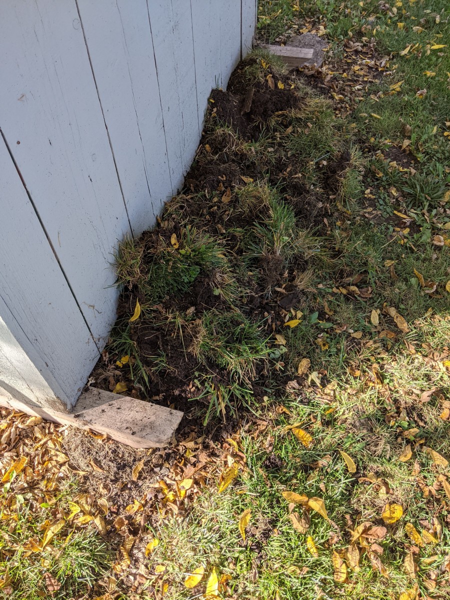 Dump grass on other side of shed