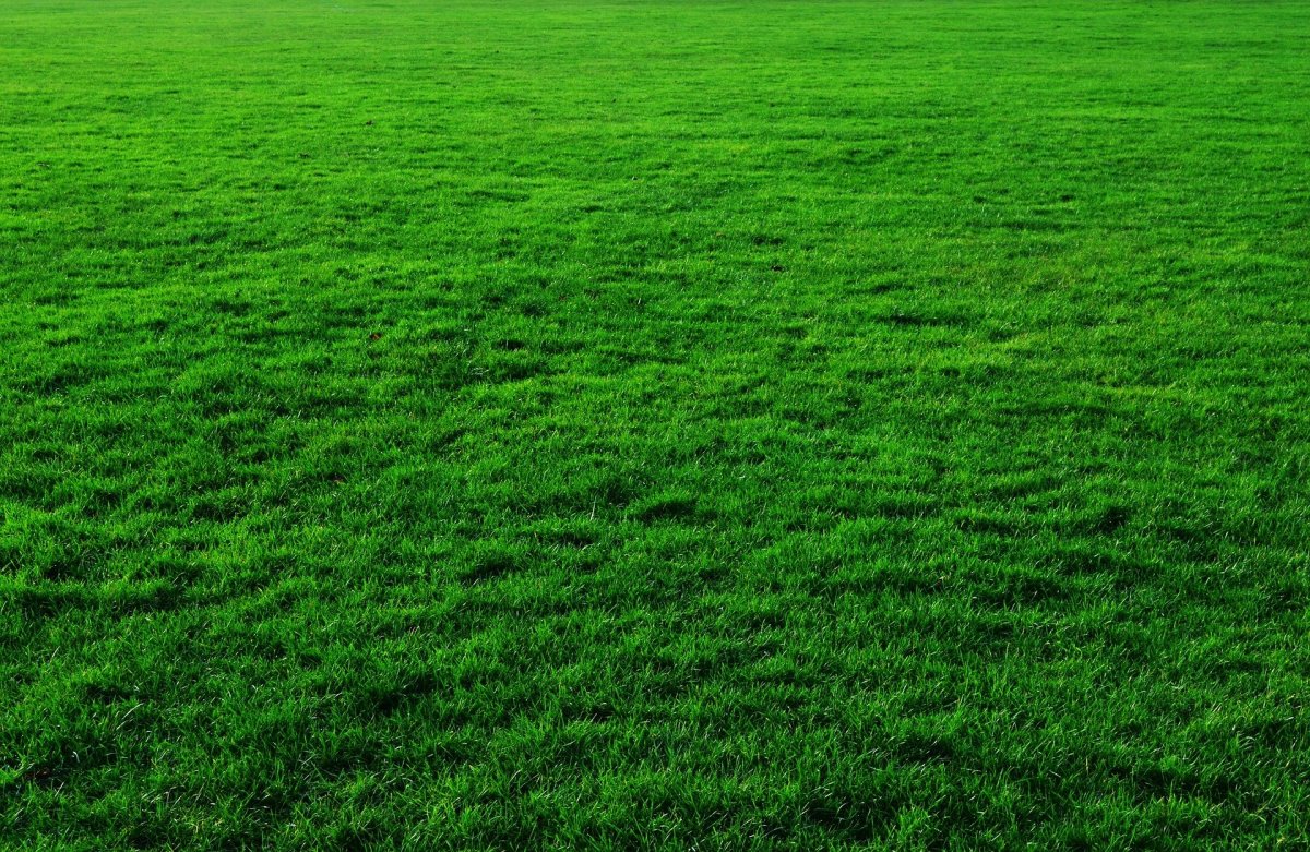 How to Plant Winter Ryegrass for a Green Lawn All Year Long