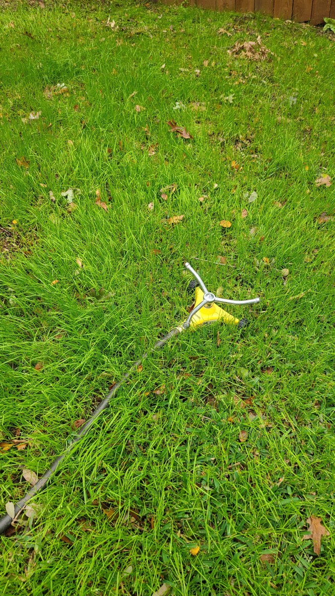 Use a sprinkler with a gentle spray or a handheld watering wand until your ryegrass is firmly rooted.