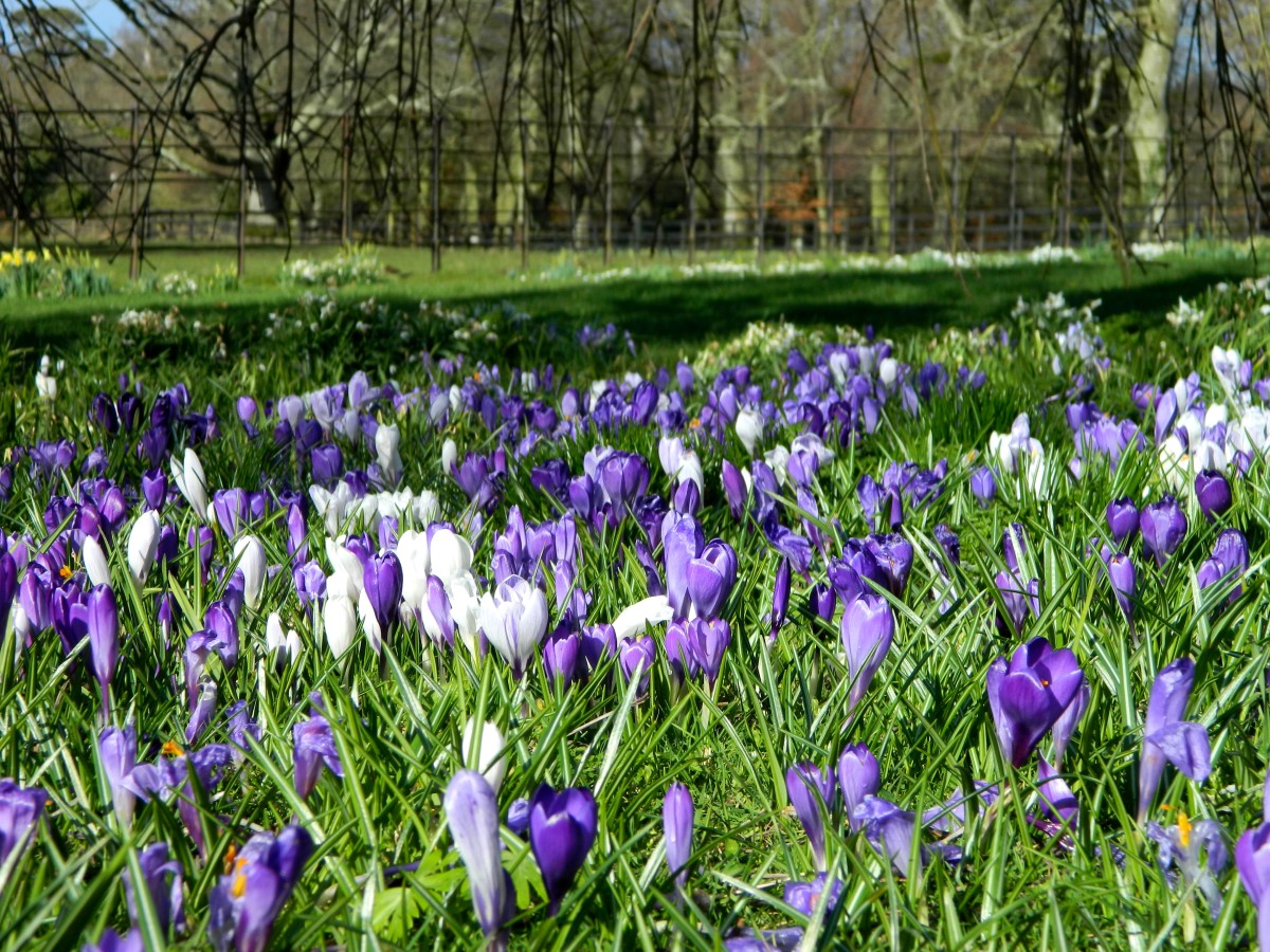 Crocus lawns bloom like masses of colorful jewels in springtime.