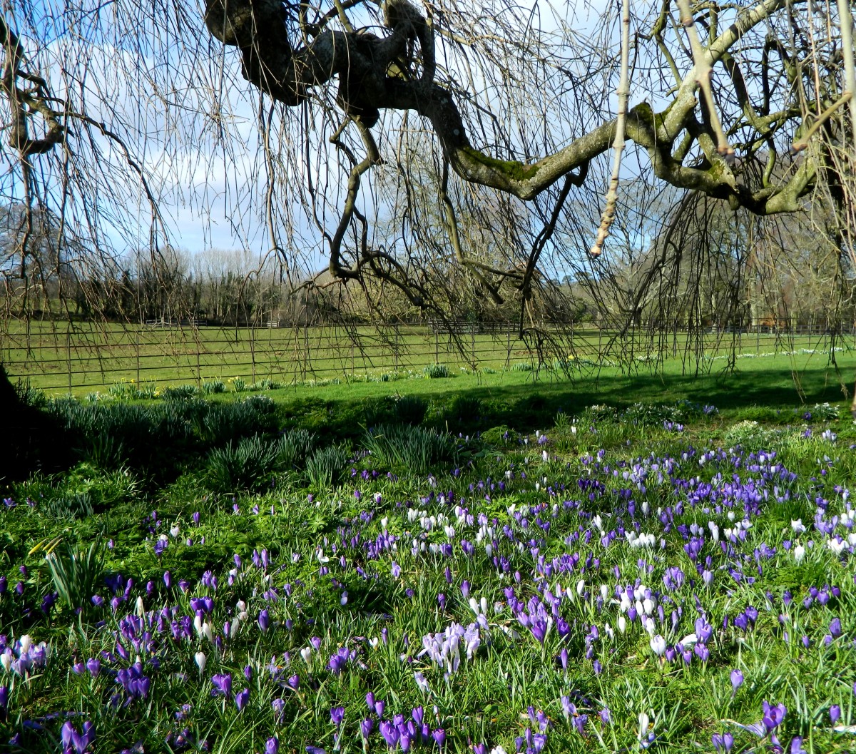 Crocus lawns are easy to maintain and only get more beautiful as the years go on.