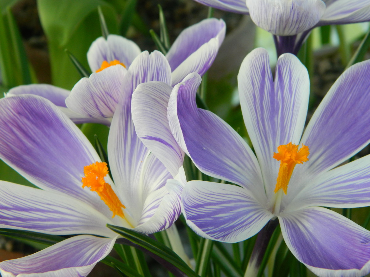 Crocus tommasinianus is the best choice for planting in a lawn, but the gorgeous 'King of the Striped' crocus shown here is also a fine choice.