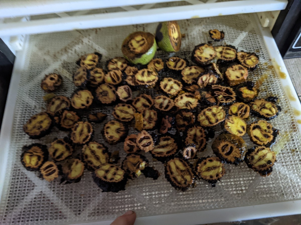 black-walnuts-picking-the-nutmeats