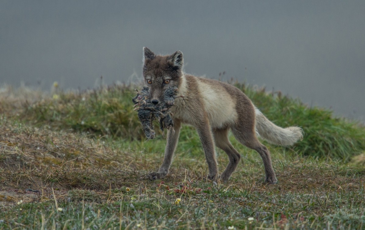Note how during the warmer months the arctic fox has darker hair, and less of it.