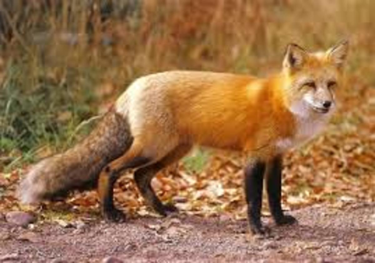 the-arctic-fox