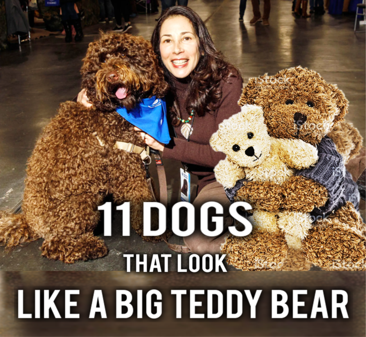 11 Dogs Like A Big Teddy Bear